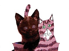Twins, Domestic Shorthair